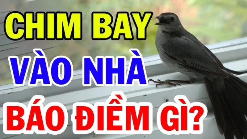 Chim bay vào nhà trong giấc mơ có thể gắn với một thông tin, cơ hội hoặc sự thay đổi trong đời sống riêng tư.